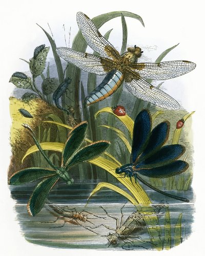 O Biotério da Borboleta de English School